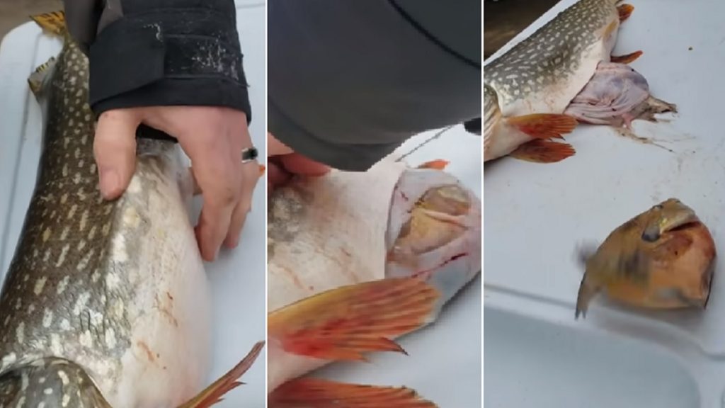 http://stag1.revistajaraysedal.es///wp-content/uploads/2021/08/pesca-galicia-puerto.jpg