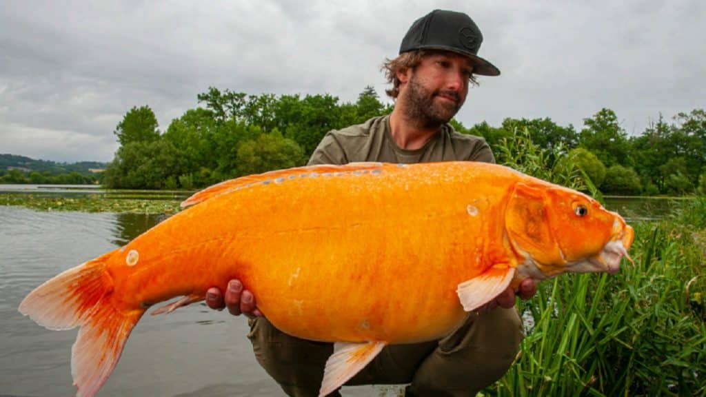 https://revistajaraysedal.es/wp-content/uploads/2021/08/pesca-galicia-puerto.jpg