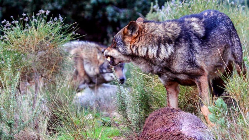 El lobo se seguirá cazando en Castilla y León tras un nuevo varapalo judicial al animalismo