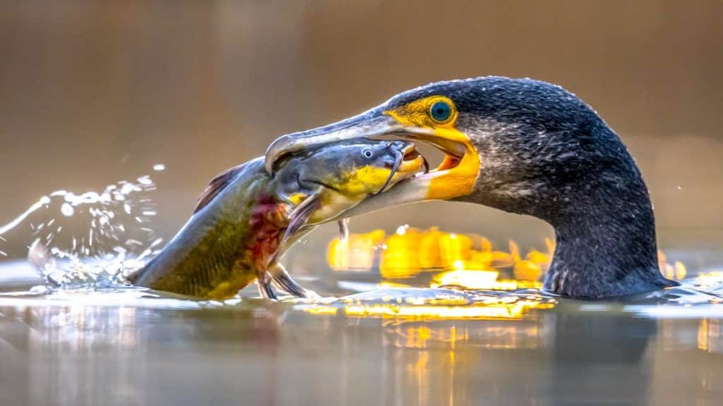 https://revistajaraysedal.es/wp-content/uploads/2021/08/pesca-galicia-puerto.jpg