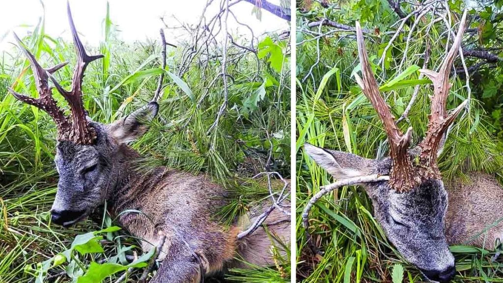 Caza un descomunal corzo con una cuerna excepcionalmente larga