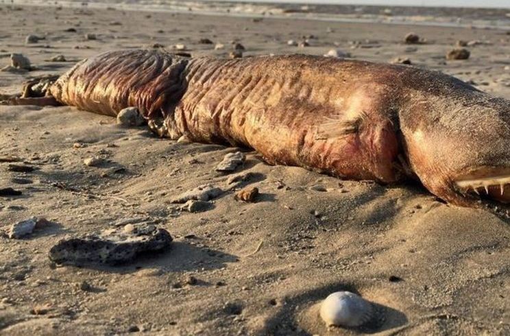 https://revistajaraysedal-app.ute5hxv3fp-ypj68j2z53l2.p.temp-site.link/wp-content/uploads/2021/08/pesca-galicia-puerto.jpg