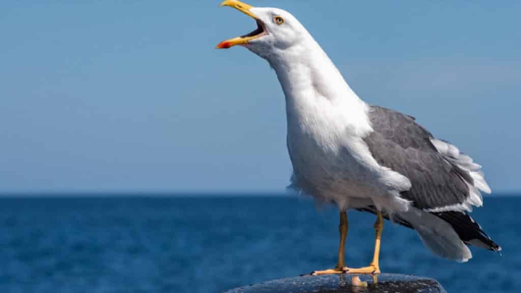 https://revistajaraysedal.es/wp-content/uploads/2021/08/pesca-galicia-puerto.jpg