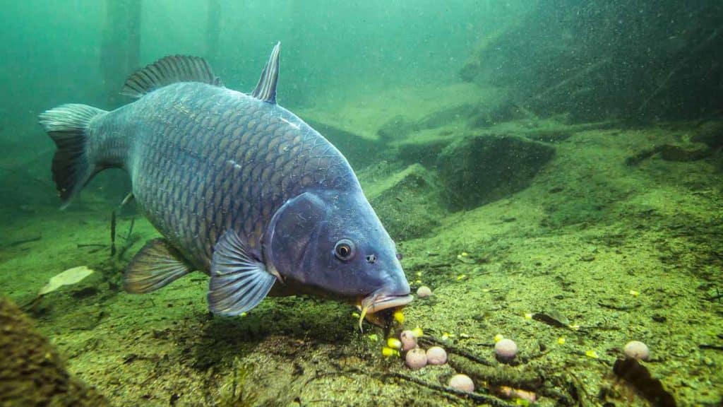 https://revistajaraysedal.es/wp-content/uploads/2021/08/pesca-galicia-puerto.jpg