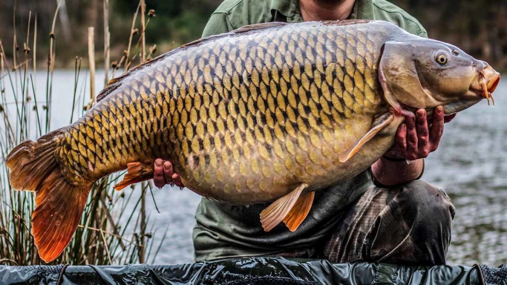 https://revistajaraysedal.es/wp-content/uploads/2021/08/pesca-galicia-puerto.jpg