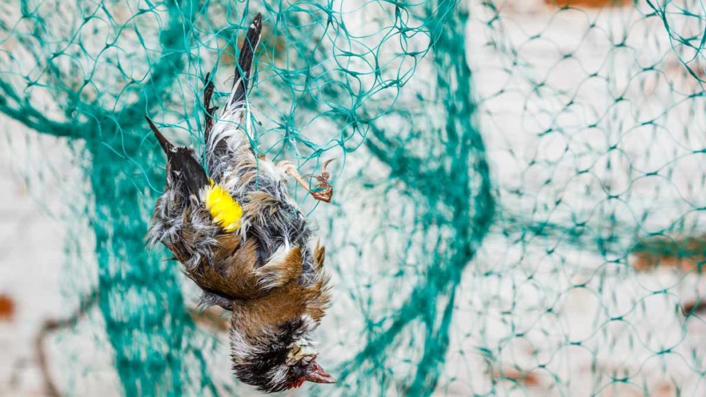https://revistajaraysedal.es/wp-content/uploads/2021/08/pesca-galicia-puerto.jpg