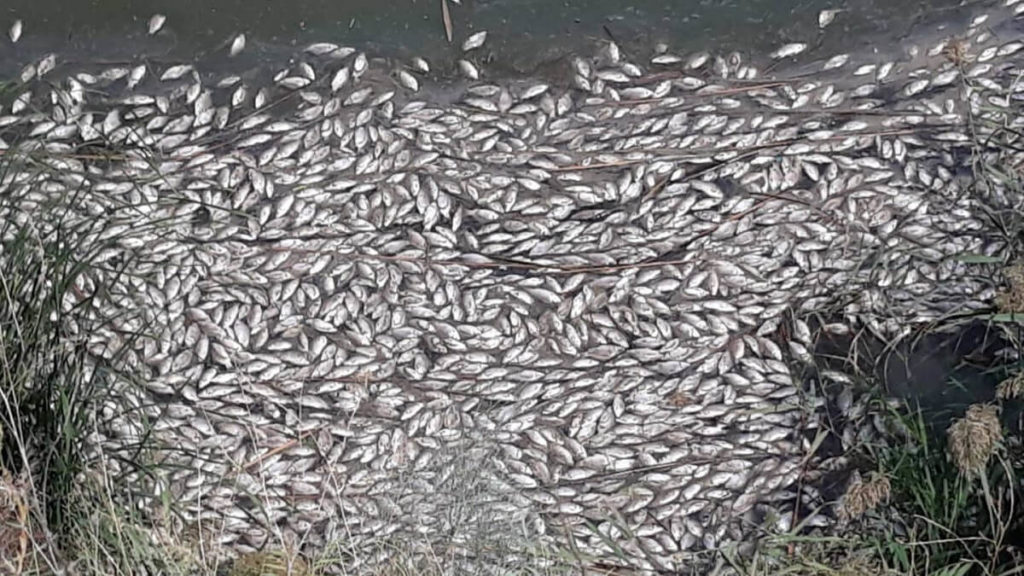 https://revistajaraysedal.es/wp-content/uploads/2021/08/pesca-galicia-puerto.jpg
