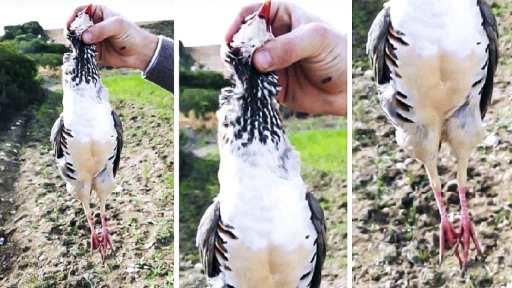 https://revistajaraysedal.es/wp-content/uploads/2021/08/pesca-galicia-puerto.jpg