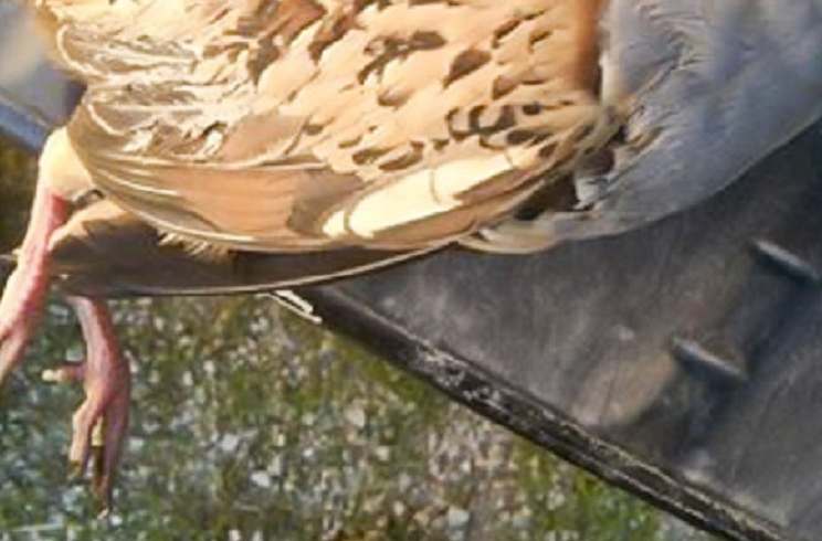 https://revistajaraysedal-app.ute5hxv3fp-ypj68j2z53l2.p.temp-site.link/wp-content/uploads/2021/08/pesca-galicia-puerto.jpg
