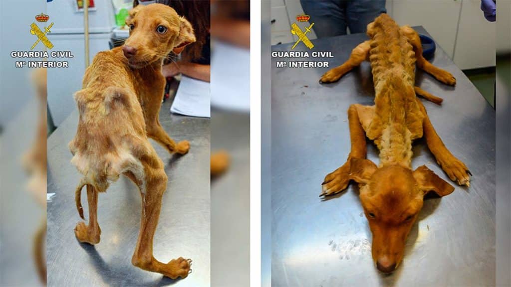 https://revistajaraysedal.es/wp-content/uploads/2021/08/pesca-galicia-puerto.jpg