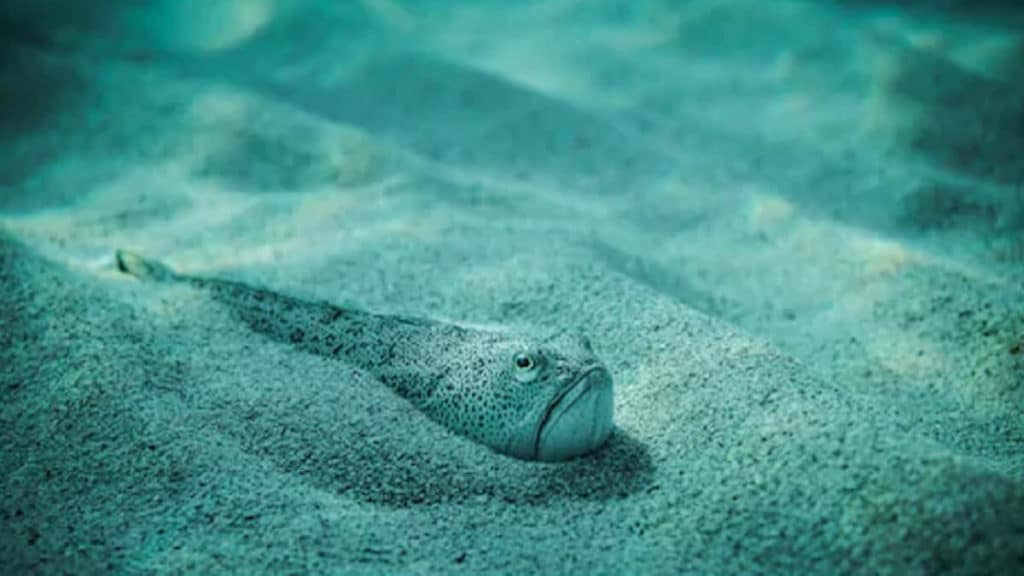https://revistajaraysedal.es/wp-content/uploads/2021/08/pesca-galicia-puerto.jpg