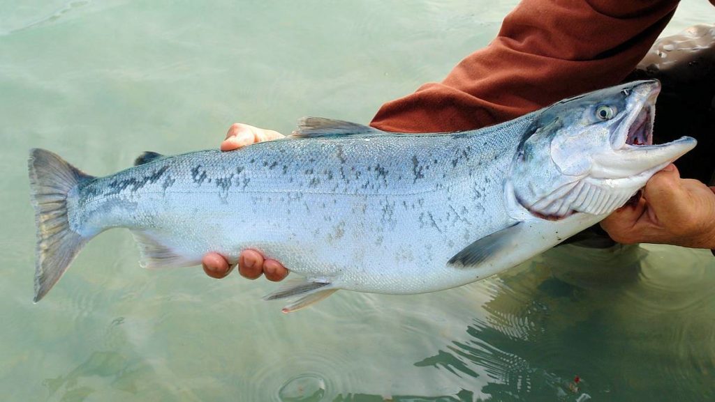 http://stag1.revistajaraysedal.es///wp-content/uploads/2021/08/pesca-galicia-puerto.jpg