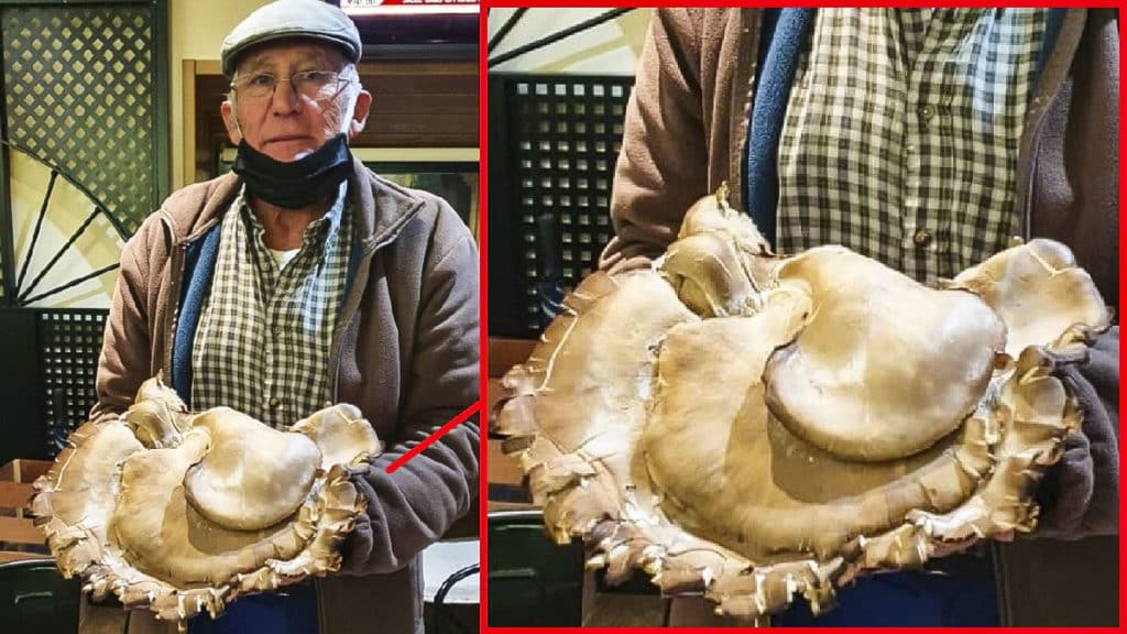 https://revistajaraysedal.es/wp-content/uploads/2021/08/pesca-galicia-puerto.jpg