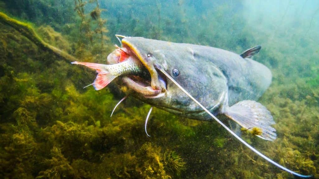 https://revistajaraysedal.es/wp-content/uploads/2021/08/pesca-galicia-puerto.jpg