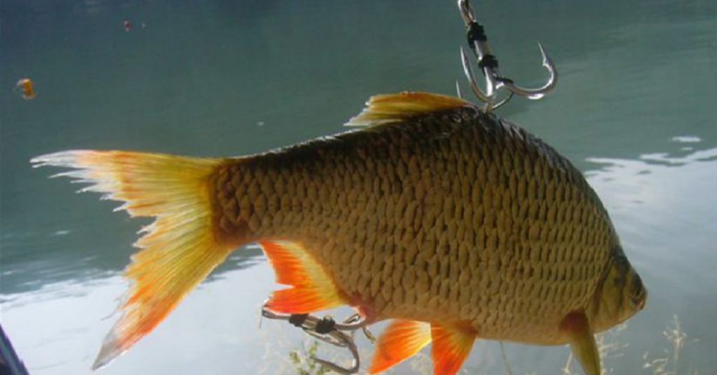 https://revistajaraysedal.es/wp-content/uploads/2021/08/pesca-galicia-puerto.jpg