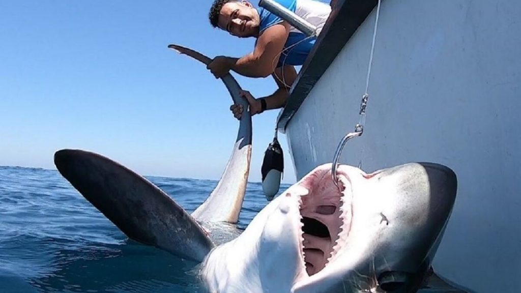 https://revistajaraysedal.es/wp-content/uploads/2021/08/pesca-galicia-puerto.jpg
