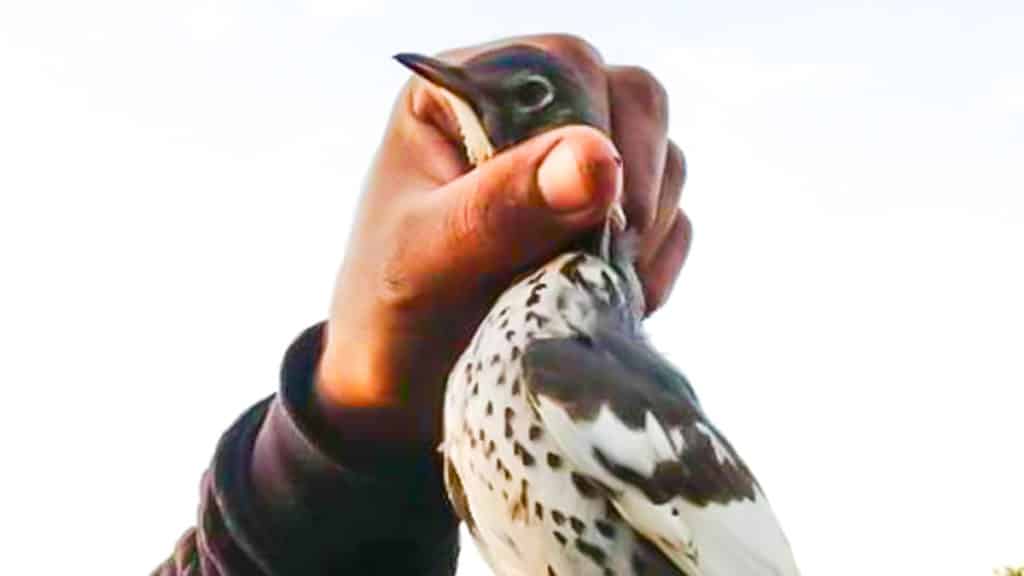 https://revistajaraysedal.es/wp-content/uploads/2021/08/pesca-galicia-puerto.jpg